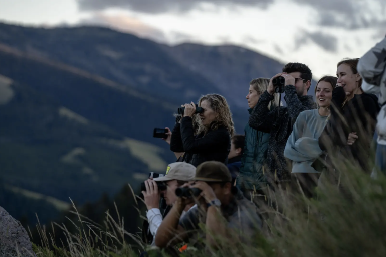 Bear Watching and Dreamwork